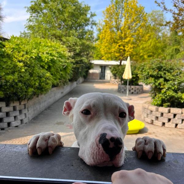 Albino Dogo Argentino